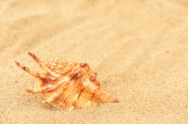 Kumdaki bir kabuk.