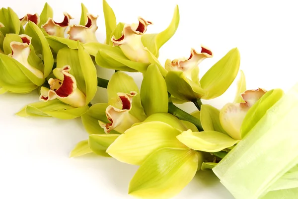 Orquídeas Cymbidium — Fotografia de Stock