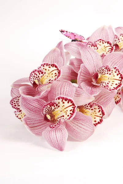 cymbidium orkide