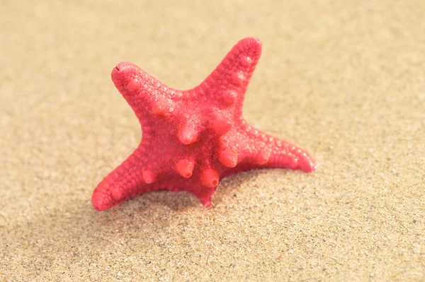 A starfish in the sand — Stock Photo, Image