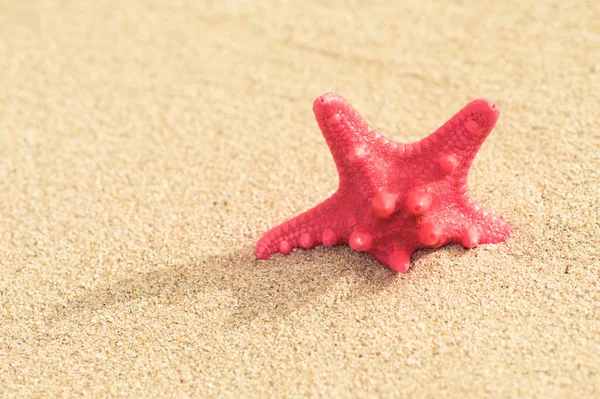 A starfish in the sand — Stock Photo, Image