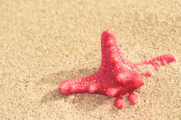 A starfish in the sand — Stock Photo, Image