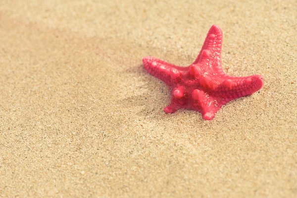 A starfish in the sand — Stock Photo, Image