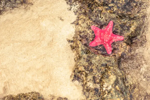 A starfish on a reef — Stock Photo, Image