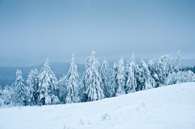 Firs in snow, Winter Landscape clipart