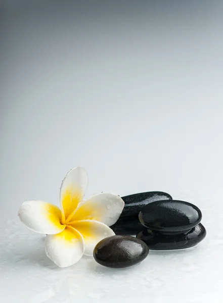 Spa Tema - taş ve plumeria çiçek