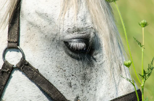 Cheval blanc sur le terrain avec tournesols — Photo