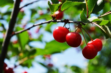 kırmızı kirazlar dalda