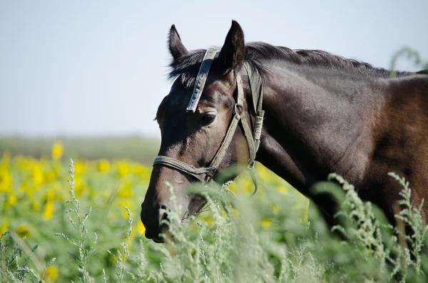 Brązowy koń na polu słoneczników — Zdjęcie stockowe