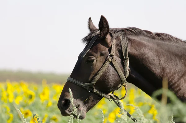 Brązowy koń na polu słoneczników — Zdjęcie stockowe