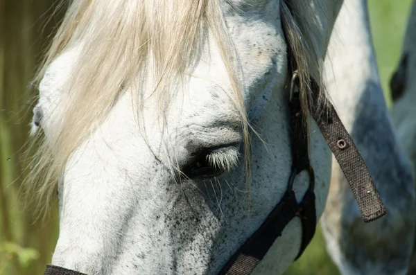Biały koń na polu słoneczników — Zdjęcie stockowe
