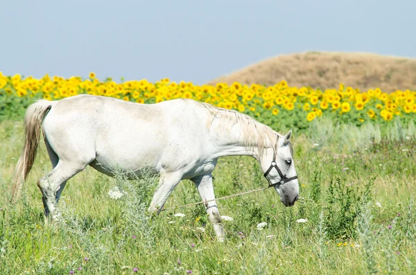 Cheval blanc sur le terrain avec tournesols — Photo