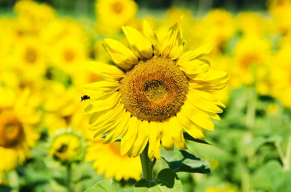 Slunečnice na poli je opylení včelami Royalty Free Stock Fotografie