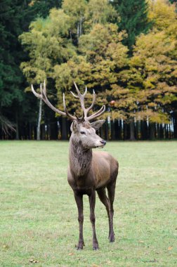 beau cerf broutant l'herbe verte avec grandes cornes