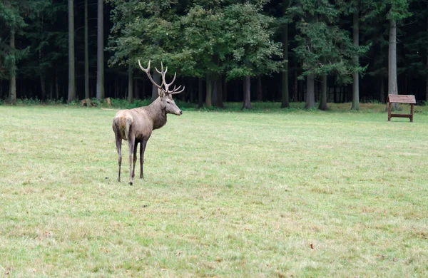 Krásný jelen pásl na zelené trávě s velkými rohy — Stock fotografie