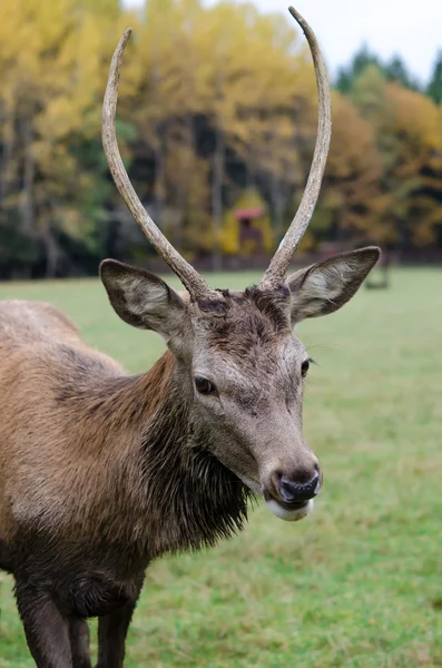 Indah rusa merumput di rumput hijau dengan tanduk besar — Stok Foto