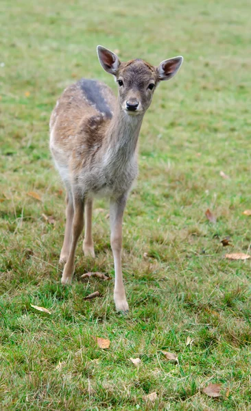 Прекрасный олень пасущийся на зеленой траве с большими рогами — стоковое фото