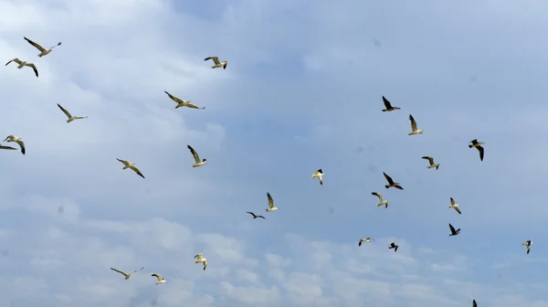 Möwen fliegen — Stockfoto