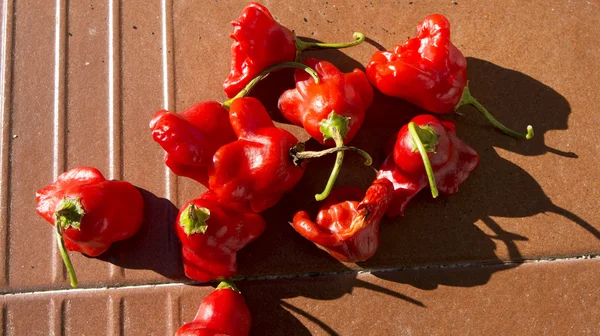 Pequeños pimientos rojos en baldosas de cerámica Imágenes de stock libres de derechos