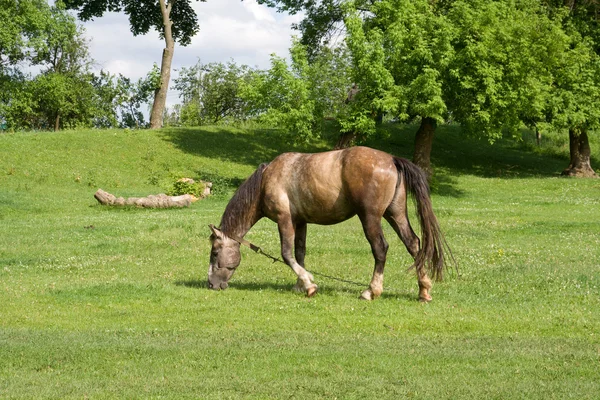 Das Pferd weidet auf der Weide — Stockfoto