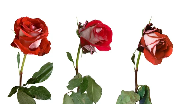 Tre faser av vissnande av en ros Royaltyfria Stockfoton