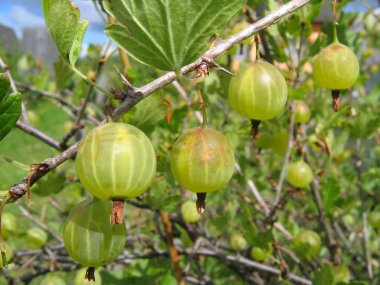 Yeşil bektaşi dalı
