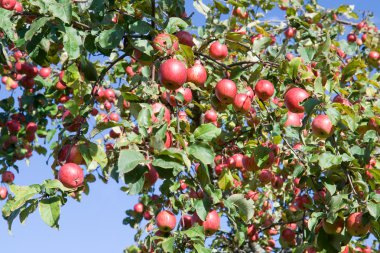 bir elma ağacı üzerinde kırmızı elmalar