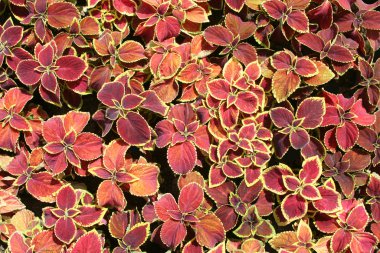 Coleus bitki.