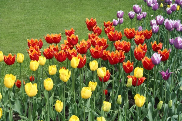Tulipany wielobarwny w parku. — Zdjęcie stockowe