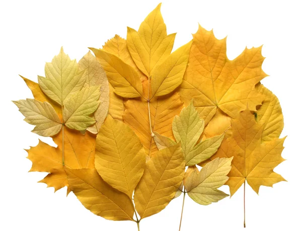 Zusammensetzung der Herbstblätter. — Stockfoto