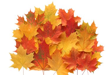 Sonbaharda akçaağaç yaprakları bileşimi.