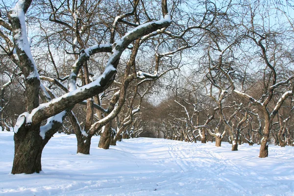Boomgaard in de winter. — Stockfoto