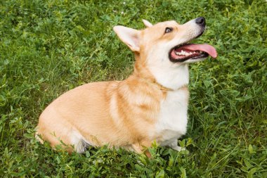 Galce corgi pembroke köpek