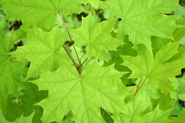 Green maple background — Stock Photo, Image