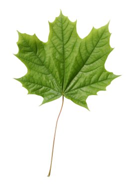 Yeni akçaağaç yaprağı