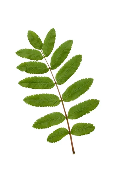 Hoja de rowan verde — Foto de Stock