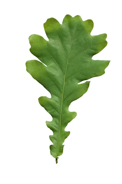 Yeşil Meşe yaprağı — Stok fotoğraf