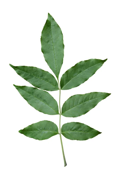 Hoja de fresno verde — Foto de Stock