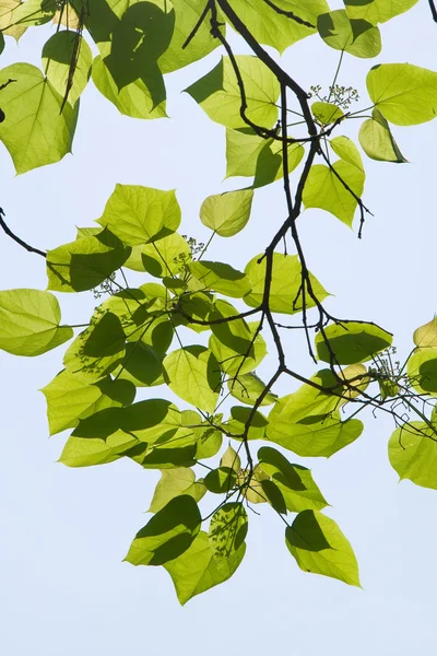 Doorschijnend bladeren op de takken in het zonlicht — Stockfoto