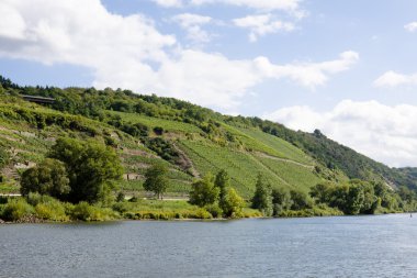 mosel Nehri'nin ve üzüm bağları ile onun dik banka kobern-gondorf Almanya yakınlarında