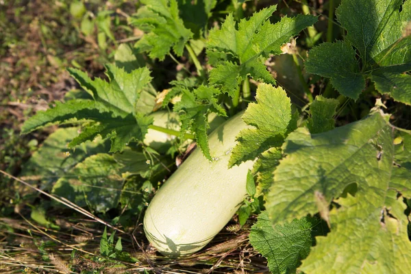 Bush Mit Reifen Bio Zucchini Gemüsegarten Anbau Umweltfreundlicher Produkte — Stockfoto
