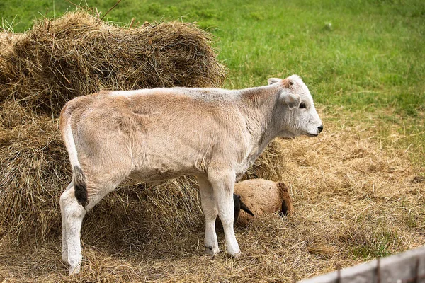 Νεαρή Αγελάδα Στέκεται Στο Σανό Καλλιέργεια Εκτροφή Ζώων — Φωτογραφία Αρχείου
