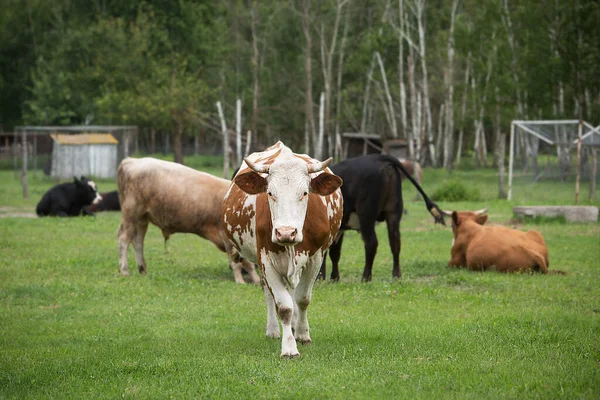 Αγέλη Αγελάδων Βόσκουν Ένα Χωράφι Κοντά Στη Φάρμα Καλλιέργεια Εκτροφή — Φωτογραφία Αρχείου