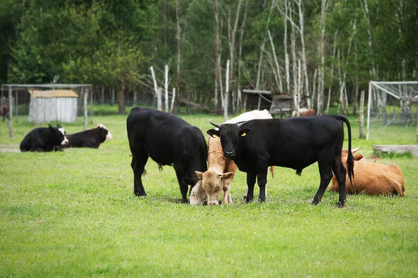 밭에서 소떼가 뜯습니다 농사짓기 — 스톡 사진