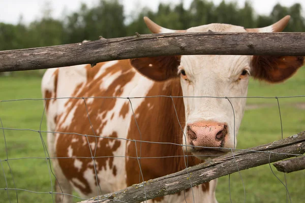 Самотня Корова Стоїть Рукотворним Парканом Колод Колючого Дроту — стокове фото
