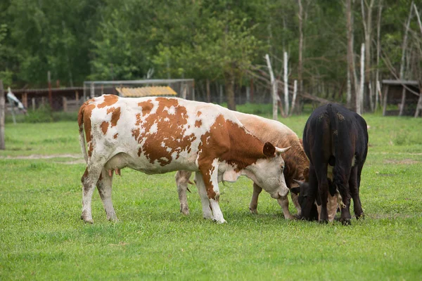 Αγέλη Αγελάδων Βόσκουν Ένα Χωράφι Κοντά Στη Φάρμα Καλλιέργεια Εκτροφή — Φωτογραφία Αρχείου