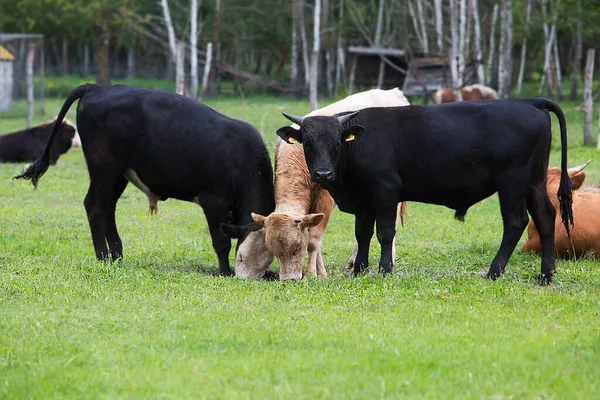 Una Mandria Mucche Pascola Campo Vicino Alla Fattoria Contadino Allevamento — Foto Stock