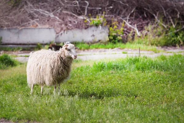 Овцы Рогами Разгуливают Подсобке Возле Фермы — стоковое фото