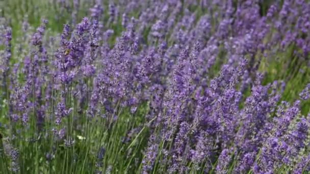 Bees Fly Lavender Bushes Field — Stock video