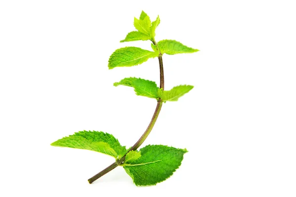 Mint Mentha Branch Leaves Isolated White Background — Stock Photo, Image